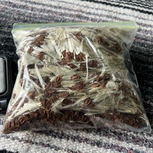Common Milkweed seeds and floss! Wild milkweed from Mid west 1/4 pound